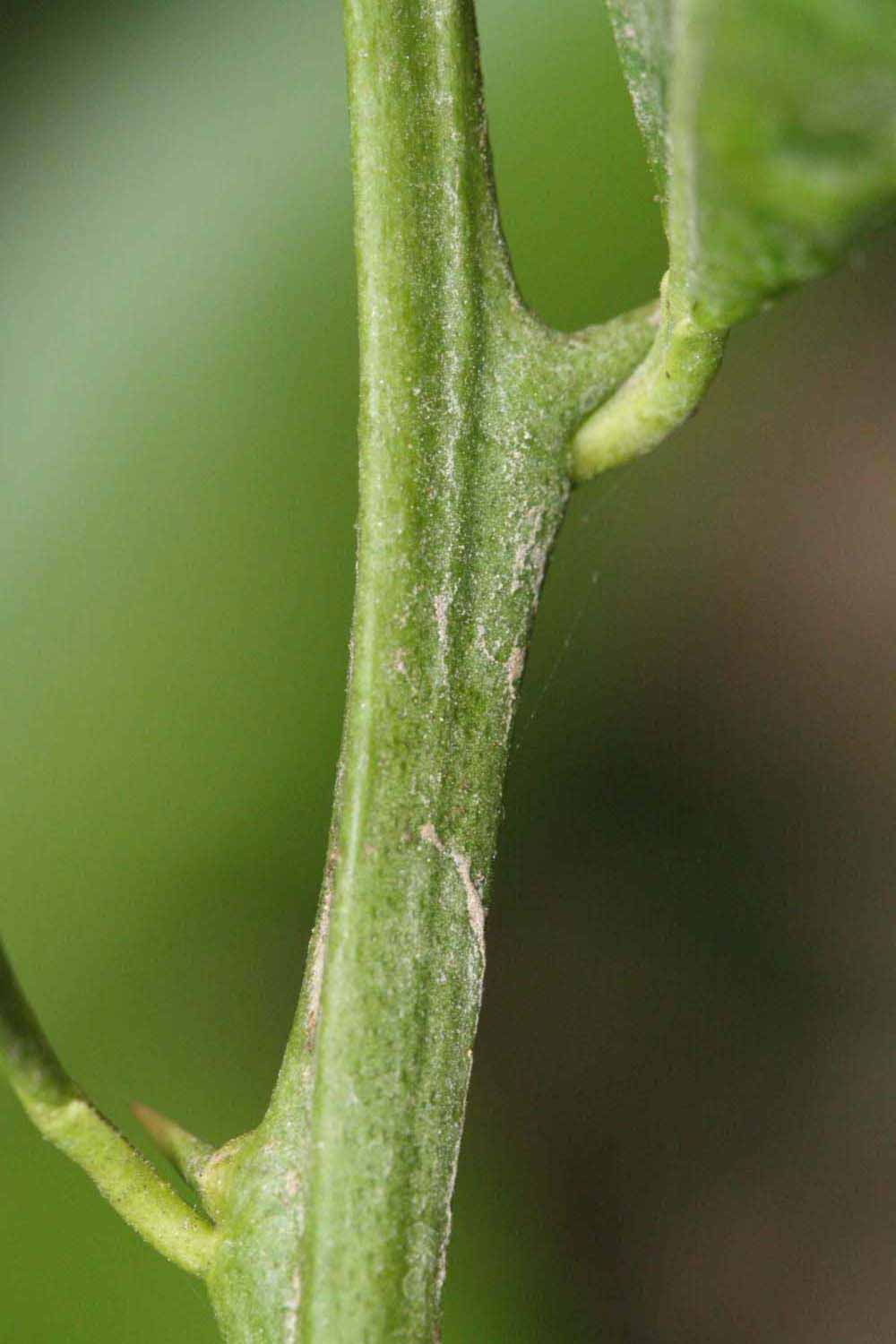            First year twig (Riverside, CA)   